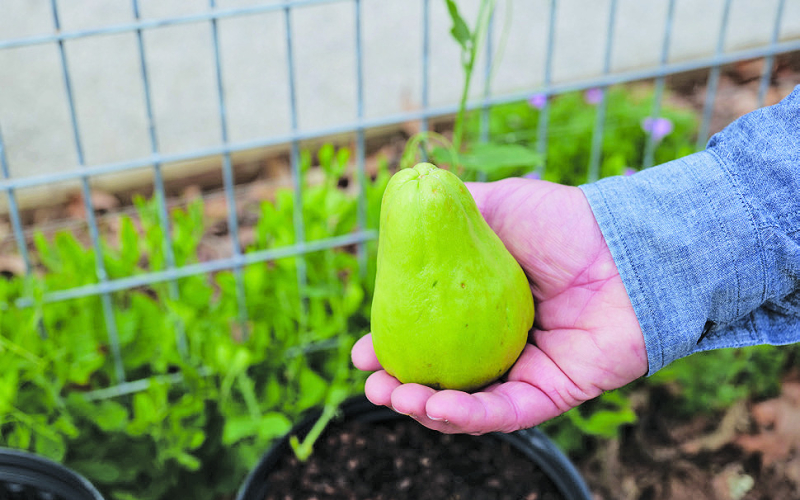 Mirlitons hold a special place in Louisiana’s culinary and horticultural heritage. Photo by Randy LaBauve/LSU AgCenter