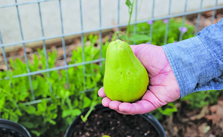 Mirlitons hold a special place in Louisiana’s culinary and horticultural heritage. Photo by Randy LaBauve/LSU AgCenter