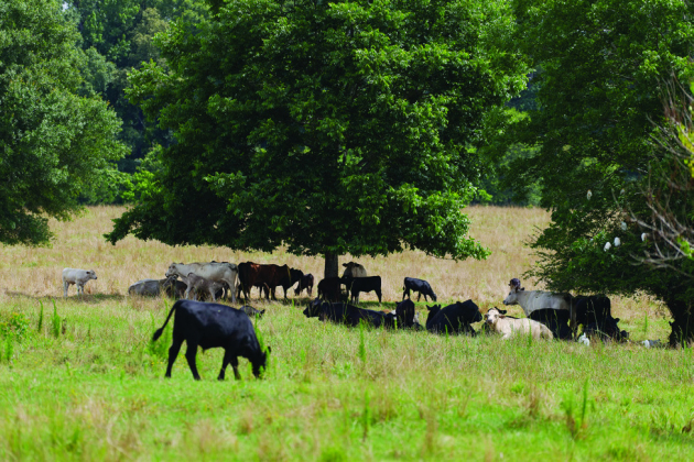 Cattle plus extreme heat equals a bad combination