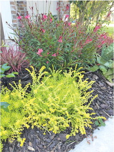 Native plants, moon gardens and cyber lime are gardening trends to watch in 2024