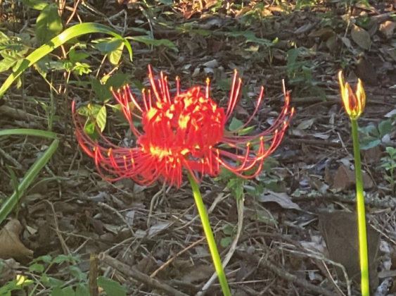 A flower for hurricane season