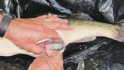 Moreau arrested following alleged bass tournament cheating