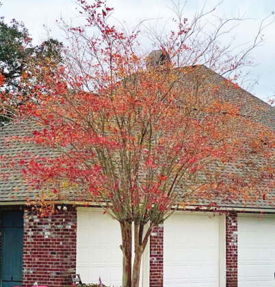 The great crape myrtle controversies