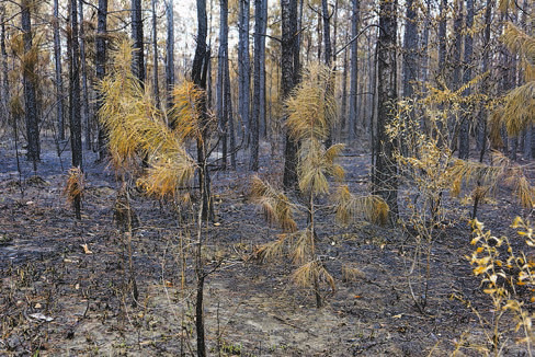 Drought, excessive heat cause $1.69B in damage to Louisiana agriculture, forestry