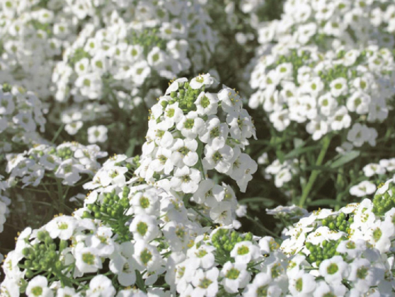 ‘Scentsational’ flowers for spring