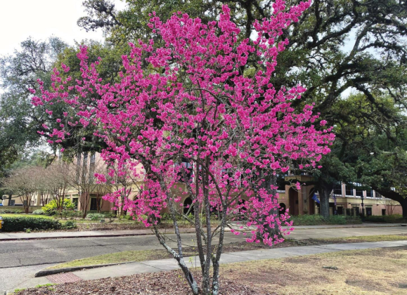 Cherry trees symbolize friendship, beauty