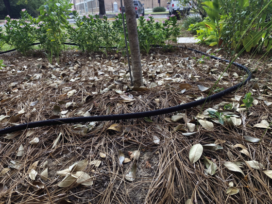 Planning for drought stress in the landscape
