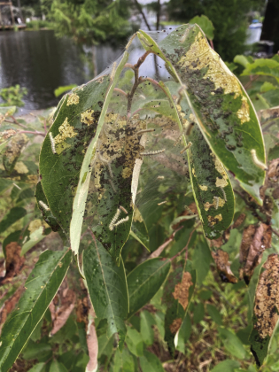 Weaving worries: Fall webworm garden takeover