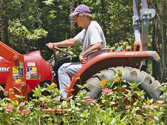 Sabine Master Gardeners recommend planting Zinnias for vivid fall color