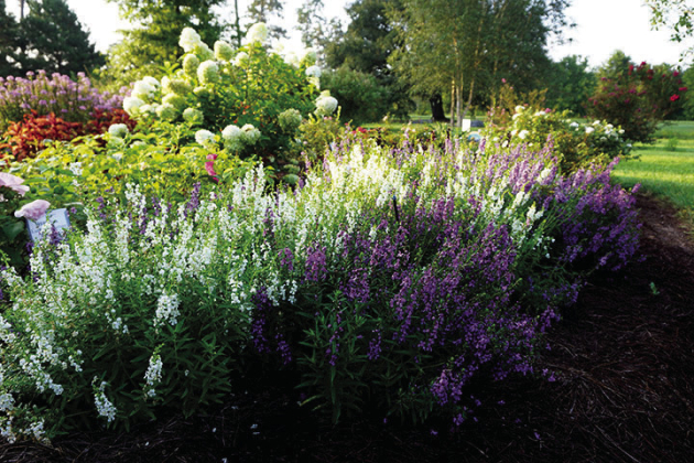 It’s the year of the angelonia, the summer snapdragon