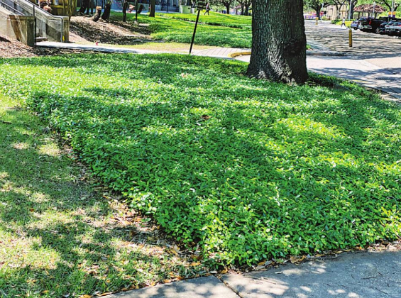 Celebrate Earth Day every day with sustainable landscape practices