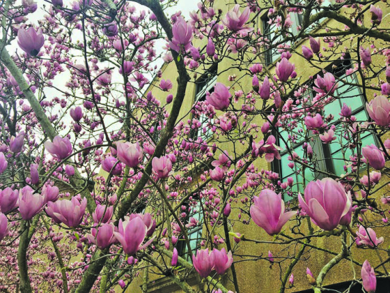 Jane Japanese magnolia named Louisiana Super Plant for spring