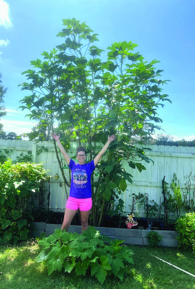 Branam goes for world record size okra plant