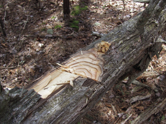 Story tells of “The Woman in the Pine Pile”