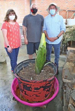 NSU awaits bloom of giant “corpse” flower