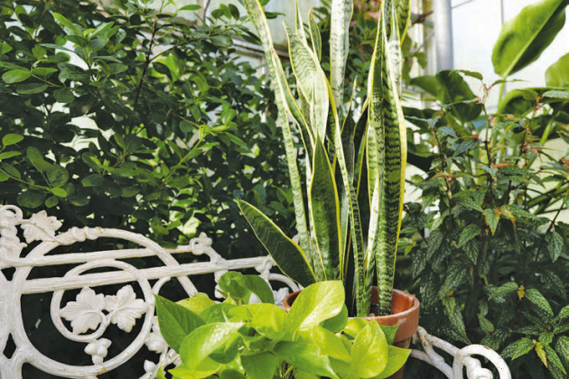 Many popular indoor plants, such as the snake plant seen at right, prefer to be watered only occasionally. Photo by Randy LaBauve/LSU AgCenter