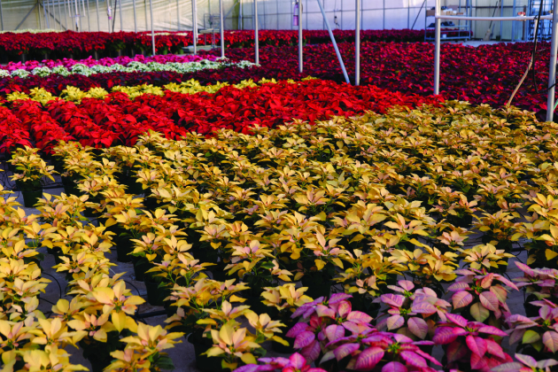 Many colors of poinsettias are available. Photo by Randy LaBauve/LSU AgCenter