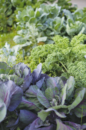 Cool Crops and Cozy Beds: The Sabine Parish Guide to Winter Gardening