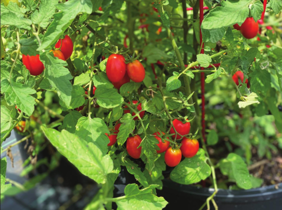 Beat the rain with container-grown vegetables