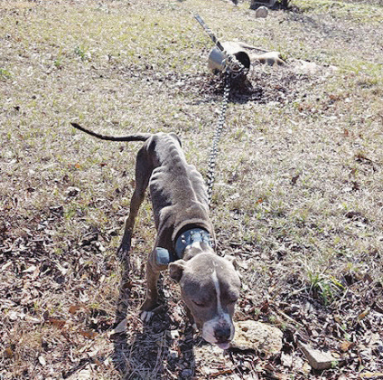 Two malnourished, neglected dogs discovered in Florien area