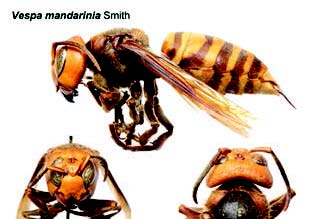 Asian hornet not found in Louisiana