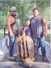 Trio catches 150 lb. loggerhead turtle on Toledo Bend