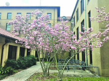 Jane Japanese magnolia named Louisiana Super Plant for spring