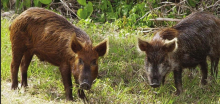 Law change allows for year-round hunting of feral hogs, coyotes, armadillos