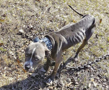 Tajarez White arrested on charges of animal abuse following discovery of two starving, emaciated dogs