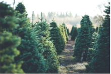 Despite drought, Christmas tree farms plan for upcoming season