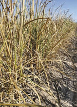 Drought, excessive heat cause $1.69B in damage to Louisiana agriculture, forestry