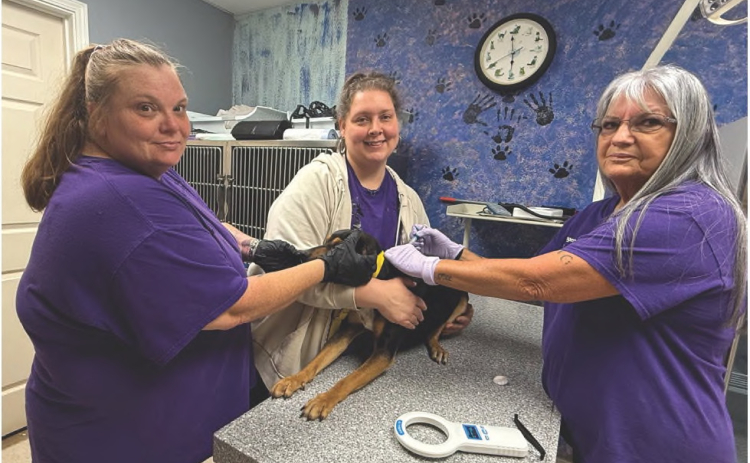 Kristy Sepulvado and Ginny Barker assist Shelter Manager Lisa Butler as they microchip and register a dog at the Sabine Animal Shelter. Microchipping and registration of a pet dog or cat is free and a service offered by the Sabine Animsl Shelter.