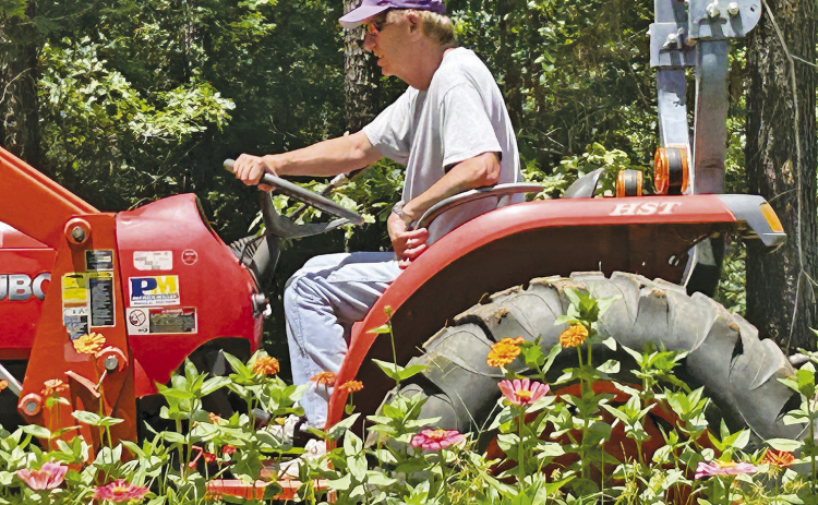 Sabine Master Gardeners recommend planting Zinnias for vivid fall color