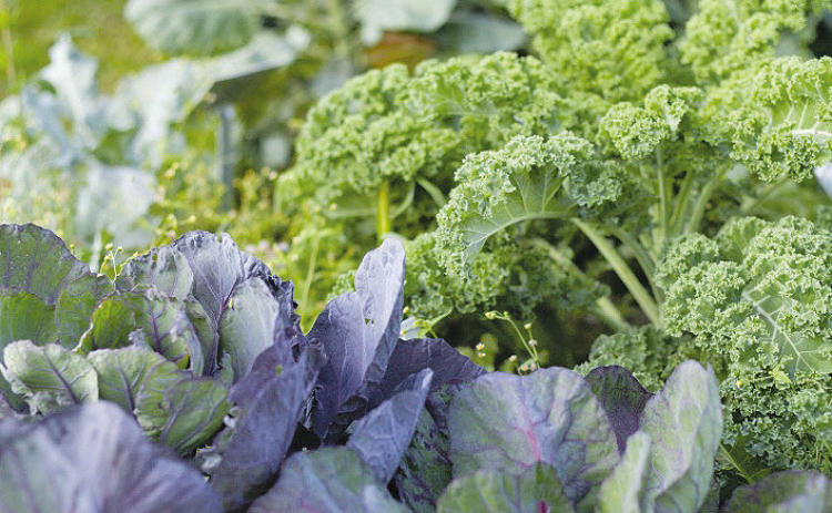 Cool Crops and Cozy Beds: The Sabine Parish Guide to Winter Gardening